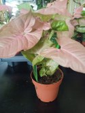 Syngonium Neon Robusta zroślicha podophyllum Różowe Syngonium Pink