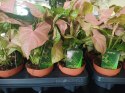 Syngonium Neon Robusta zroślicha podophyllum Różowe Syngonium Pink