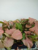 Syngonium Neon Robusta zroślicha podophyllum Różowe Syngonium Pink