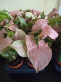 Syngonium Neon Robusta zroślicha podophyllum Różowe Syngonium Pink