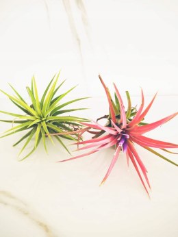 Tillandsia Ionantha Oplątwa Epifit Powietrzna Roślina Air Plant Srebrzysta