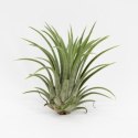 Tillandsia Ionantha Oplątwa Epifit Powietrzna Roślina Air Plant Srebrzysta