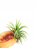 Tillandsia Ionantha Oplątwa Epifit Powietrzna Roślina Air Plant Srebrzysta