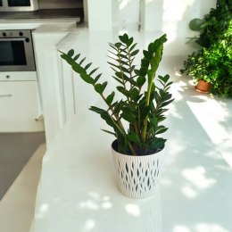 Zamioculcas zamia zamifolia zamiokulkas zaminokulus Duży h 60+