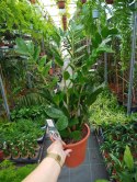 Zamioculcas zamia zamifolia zamiokulkas zaminokulus Duży h 60+