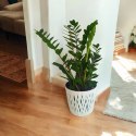 Zamioculcas zamia zamifolia zamiokulkas zaminokulus Duży h 60+