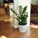 Zamioculcas zamia zamifolia zamiokulkas zaminokulus Duży h 60+