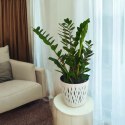 Zamioculcas zamia zamifolia zamiokulkas zaminokulus Duży h 60+