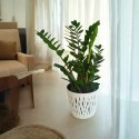 Zamioculcas zamia zamifolia zamiokulkas zaminokulus Duży h 60+