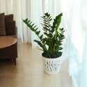 Zamioculcas zamia zamifolia zamiokulkas zaminokulus Duży h 60+