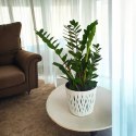 Zamioculcas zamia zamifolia zamiokulkas zaminokulus Duży h 60+