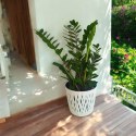 Zamioculcas zamia zamifolia zamiokulkas zaminokulus Duży h 60+