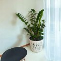 Zamioculcas zamia zamifolia zamiokulkas zaminokulus Duży h 60+