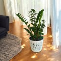 Zamioculcas zamia zamifolia zamiokulkas zaminokulus Duży h 60+