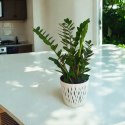 Zamioculcas zamia zamifolia zamiokulkas zaminokulus Duży h 60+