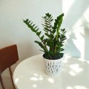 Zamioculcas zamia zamifolia zamiokulkas zaminokulus Duży h 60+