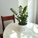 Zamioculcas zamia zamifolia zamiokulkas zaminokulus Duży h 60+