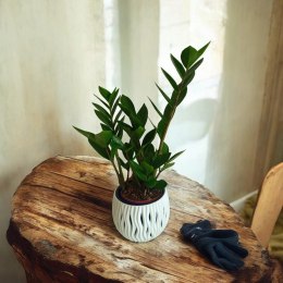 Zamioculcas zamia zamifolia zamiokulkas zaminokulus Średni