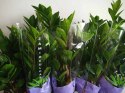 Zamioculcas zamia zamifolia zamiokulkas zaminokulus Średni