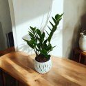 Zamioculcas zamia zamifolia zamiokulkas zaminokulus Średni