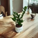 Zamioculcas zamia zamifolia zamiokulkas zaminokulus Średni