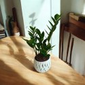 Zamioculcas zamia zamifolia zamiokulkas zaminokulus Średni