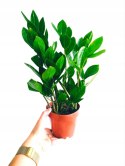 Zamioculcas zamia zamifolia zamiokulkas zaminokulus Średni