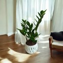 Zamioculcas zamia zamifolia zamiokulkas zaminokulus Średni