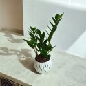 Zamioculcas zamia zamifolia zamiokulkas zaminokulus Średni