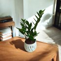 Zamioculcas zamia zamifolia zamiokulkas zaminokulus Średni