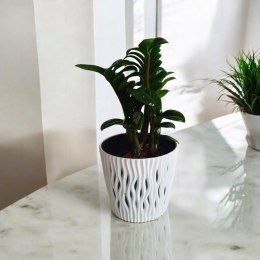 Zamioculcas zamiifolia Zenzi Gęsta sadzonka zamia zamioculus ZENZI