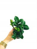 Zamioculcas zamiifolia Zenzi Gęsta sadzonka zamia zamioculus ZENZI