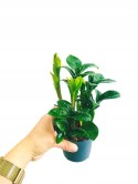 Zamioculcas zamiifolia Zenzi Gęsta sadzonka zamia zamioculus ZENZI