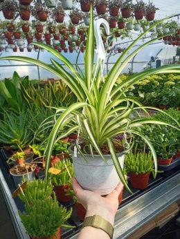 Zielistek Chlorophytum comosum Variegatum Zielistka XL