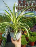 Zielistek Chlorophytum comosum Variegatum Zielistka XL