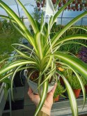 Zielistek Chlorophytum comosum Variegatum Zielistka XL