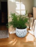 Asparagus Sprengeri paprotka Szparag Pierzasty Z Polskiej szklarni
