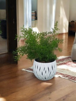 Asparagus Sprengeri paprotka Szparag Pierzasty Z Polskiej szklarni