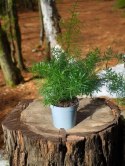 Asparagus Sprengeri paprotka Szparag Pierzasty Z Polskiej szklarni
