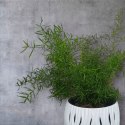 Asparagus Sprengeri paprotka Szparag Pierzasty Z Polskiej szklarni