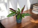 Calatea Lancifolia Rattlesnake Calathea Lancetolistna Rusza Liściami