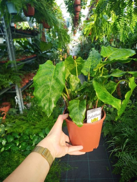 Calatea Musaica Network Calathea mozaikowa GREEN PIKSEL Calatea Musaica Network Calathea mozaikowa GREEN PIKSEL