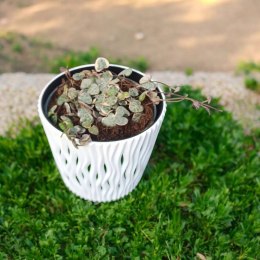Ceropegia woodii variegata Sznur Serduszek łańcuch Serc Serduszka XLdon11cm