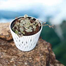 Ceropegia woodii variegata Sznur Serduszek łańcuch Serc Serduszka XLdon11cm