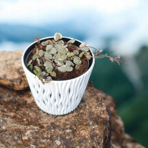 Ceropegia woodii variegata Sznur Serduszek łańcuch Serc Serduszka XLdon11cm Ceropegia woodii variegata Sznur Serduszek łańcuch Serc Serduszka XLdon11cm