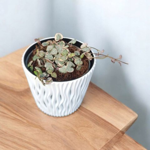 Ceropegia woodii variegata Sznur Serduszek łańcuch Serc Serduszka XLdon11cm Ceropegia woodii variegata Sznur Serduszek łańcuch Serc Serduszka XLdon11cm