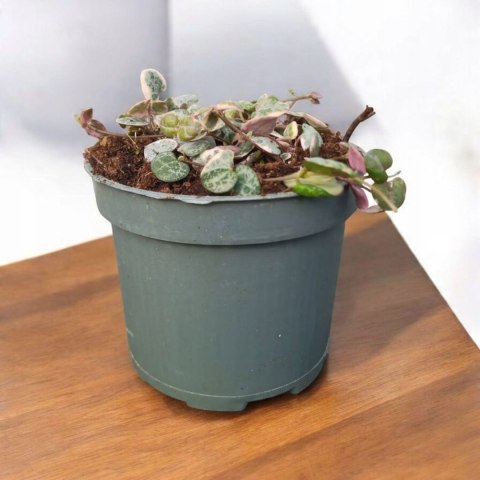 Ceropegia woodii variegata Sznur Serduszek łańcuch Serc Serduszka XLdon11cm Ceropegia woodii variegata Sznur Serduszek łańcuch Serc Serduszka XLdon11cm