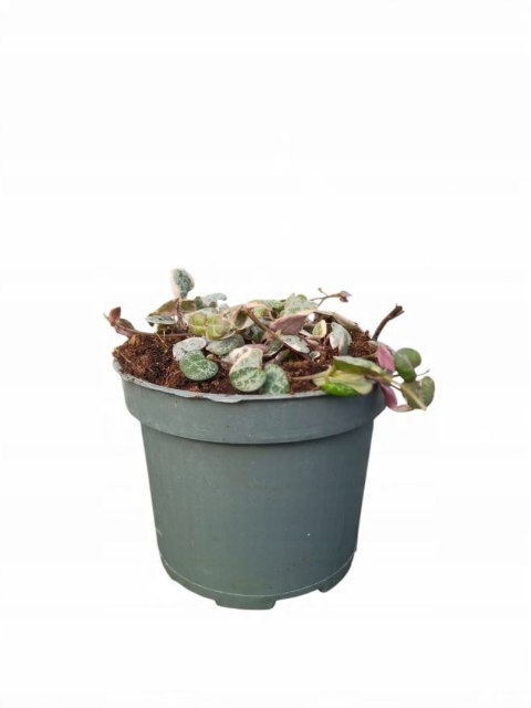 Ceropegia woodii variegata Sznur Serduszek łańcuch Serc Serduszka XLdon11cm Ceropegia woodii variegata Sznur Serduszek łańcuch Serc Serduszka XLdon11cm