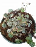 Ceropegia woodii variegata Sznur Serduszek łańcuch Serc Serduszka XLdon11cm