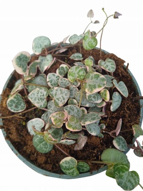 Ceropegia woodii variegata Sznur Serduszek łańcuch Serc Serduszka XLdon11cm Ceropegia woodii variegata Sznur Serduszek łańcuch Serc Serduszka XLdon11cm